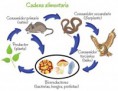 Cadena alimentaria